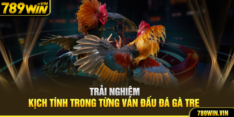 Trải nghiệm kịch tính trong từng ván đấu đá gà tre