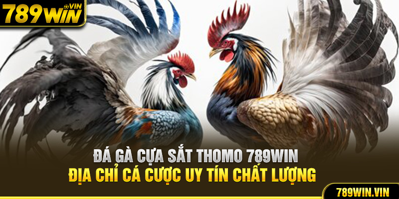 Đá Gà Cựa Sắt Thomo 789Win - Địa Chỉ Cá Cược Uy tín Chất Lượng