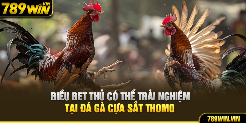 Điều bet thủ có thể trải nghiệm tại đá gà cựa sắt Thomo