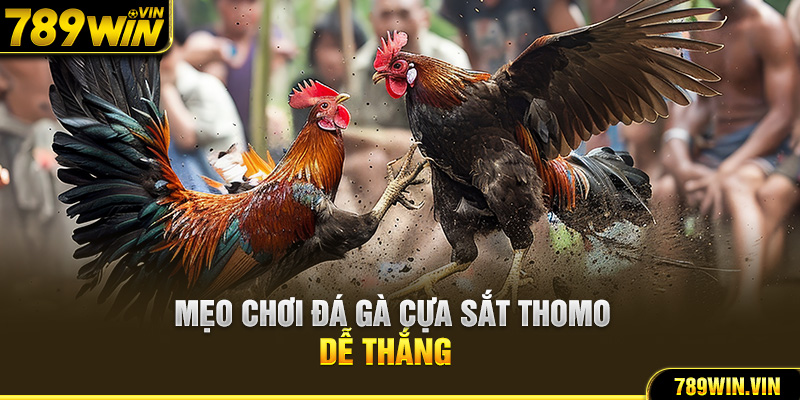 Mẹo chơi đá gà cựa sắt Thomo dễ thắng