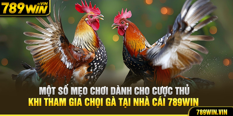 Một số mẹo chơi dành cho cược thủ khi tham gia chọi gà tại nhà cái 789Win